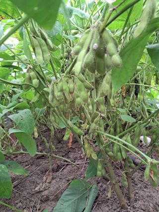 복숭아님의 10월 농사 성적 자랑하기 · 참여글 작성글 사진