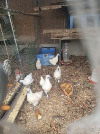 김영복님의 작성글 사진