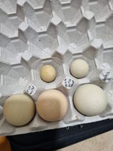 팜모닝 자유주제·자유게시판 게시글 이미지