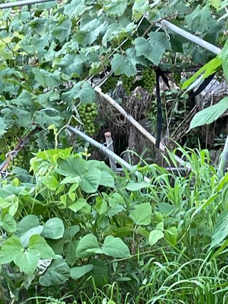 오디님의 10월 농사 성적 자랑하기 · 참여글 작성글 사진