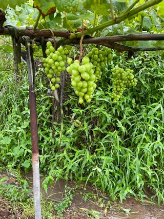 오디님의 10월 농사 성적 자랑하기 · 참여글 작성글 사진