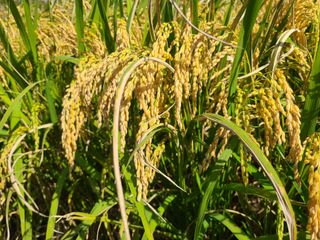 표고버섯10229님의 10월 농사 성적 자랑하기 · 참여글 작성글 사진