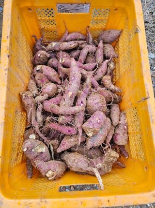 호박12662님의 10월 농사 성적 자랑하기 · 참여글 작성글 사진