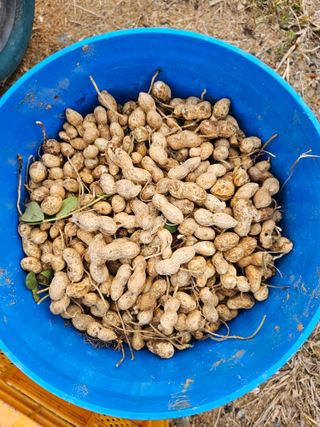 호박12662님의 10월 농사 성적 자랑하기 · 참여글 작성글 사진