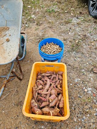 호박12662님의 10월 농사 성적 자랑하기 · 참여글 작성글 사진