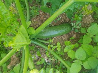 제시카님의 호박 · 자유게시판 작성글 사진