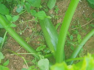 제시카님의 호박 · 자유게시판 작성글 사진