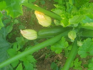 제시카님의 호박 · 자유게시판 작성글 사진