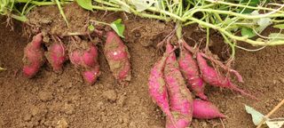 박용덕님의 10월 농사 성적 자랑하기 · 참여글 작성글 사진