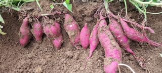 박용덕님의 10월 농사 성적 자랑하기 · 참여글 작성글 사진