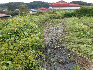 강판술님의 10월 농사 성적 자랑하기 · 참여글 작성글 사진