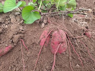 이애숙님의 10월 농사 성적 자랑하기 · 참여글 작성글 사진