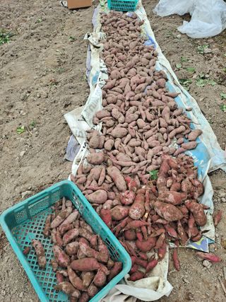 이애숙님의 10월 농사 성적 자랑하기 · 참여글 작성글 사진