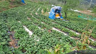 이애숙님의 10월 농사 성적 자랑하기 · 참여글 작성글 사진