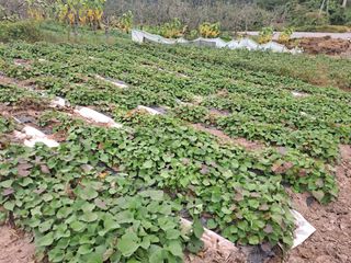 이애숙님의 10월 농사 성적 자랑하기 · 참여글 작성글 사진