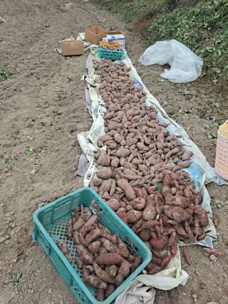 이애숙님의 10월 농사 성적 자랑하기 · 참여글 작성글 사진