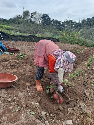 이애숙님의 10월 농사 성적 자랑하기 · 참여글 작성글 사진