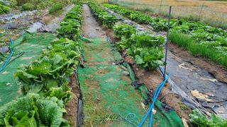 정금기님의 10월 농사 성적 자랑하기 · 참여글 작성글 사진