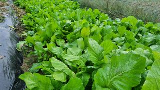 정금기님의 10월 농사 성적 자랑하기 · 참여글 작성글 사진