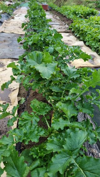 정금기님의 10월 농사 성적 자랑하기 · 참여글 작성글 사진