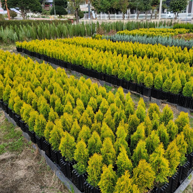 이선미님의 장터 판매 상품 [서양 황금측백 골든스마라그 30cm] 첨부 사진