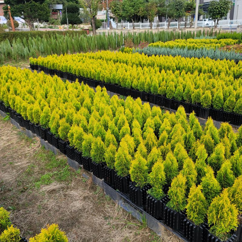 이선미님의 장터 판매 상품 [서양 황금측백 골든스마라그 30cm] 첨부 사진