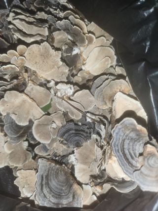 정맨님의 자유주제 · 건의해요 작성글 사진