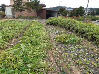 강판술님의 들깨 · 영농일지 작성글 사진