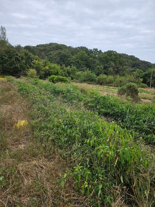 현기봉님의 파 · 영농일지 작성글 사진