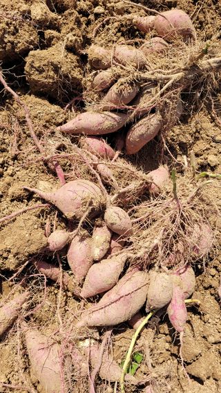 먹골농부님의 작성글 사진