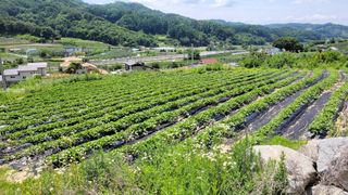 먹골농부님의 작성글 사진