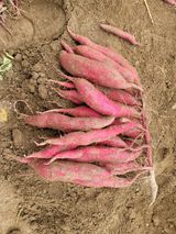 팜모닝 10월 농사 성적 자랑하기·참여글 게시글 이미지