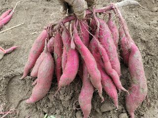 꽁지머리님의 10월 농사 성적 자랑하기 · 참여글 작성글 사진