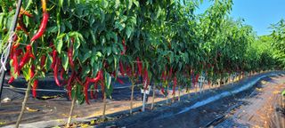 박영준님의 10월 농사 성적 자랑하기 · 참여글 작성글 사진