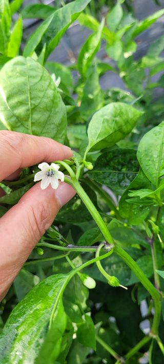 박영준님의 10월 농사 성적 자랑하기 · 참여글 작성글 사진