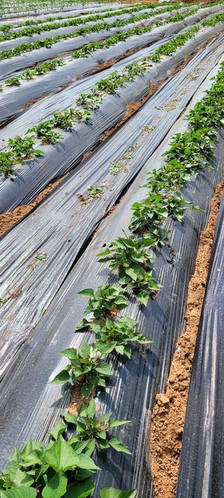 박영준님의 10월 농사 성적 자랑하기 · 참여글 작성글 사진