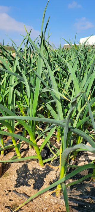 박영준님의 10월 농사 성적 자랑하기 · 참여글 작성글 사진