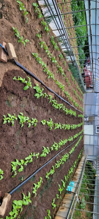 박영준님의 10월 농사 성적 자랑하기 · 참여글 작성글 사진