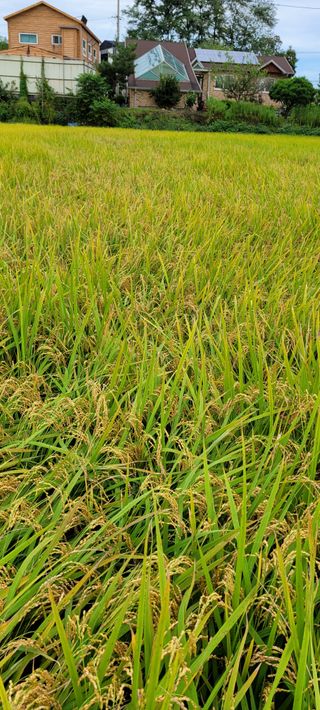 박영준님의 10월 농사 성적 자랑하기 · 참여글 작성글 사진