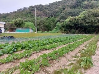 소망농원님의 배추 · 일상 작성글 사진