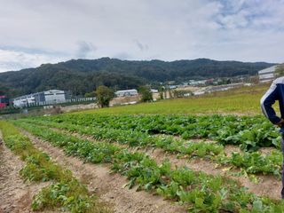 소망농원님의 배추 · 일상 작성글 사진