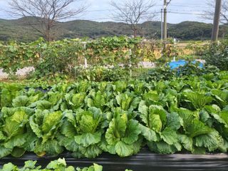 온바위님의 배추 · 영농일지 작성글 사진