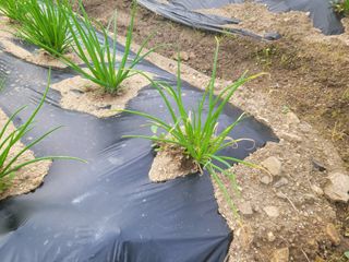 여우내 이순홍님의 파 · 병해충상담 작성글 사진