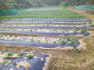 여우내 이순홍님의 파 · 병해충상담 작성글 사진