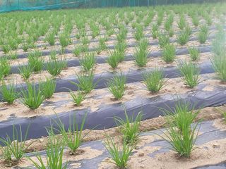 여우내 이순홍님의 파 · 병해충상담 작성글 사진