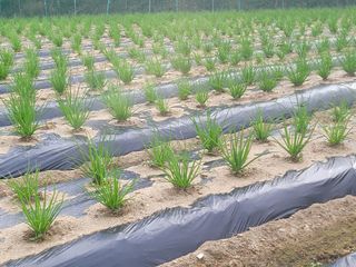 여우내 이순홍님의 파 · 병해충상담 작성글 사진