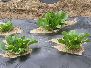 여우내 이순홍님의 시금치 · 품종•종자 작성글 사진