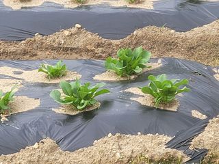 여우내 이순홍님의 시금치 · 품종•종자 작성글 사진