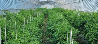 한밭농원님의 배추 · 일상 작성글 사진