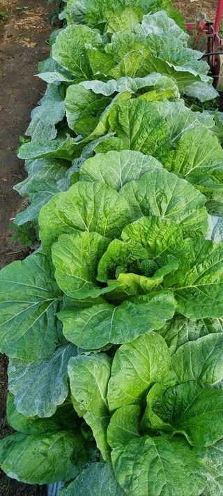 한밭농원님의 배추 · 일상 작성글 사진